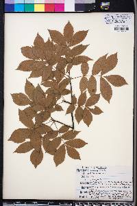 Carya pallida image