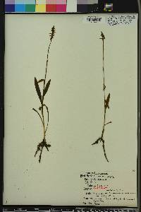 Spiranthes ovalis image