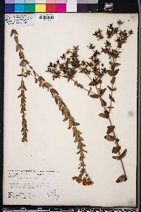 Hypericum myrtifolium image