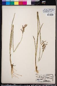 Juncus biflorus image