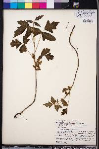 Toxicodendron pubescens image