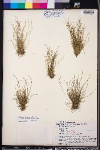 Isolepis carinata image