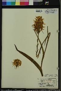 Platanthera ciliaris image