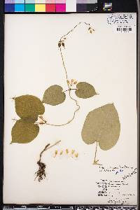 Matelea baldwyniana image