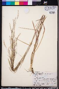 Schizachyrium sanguineum image