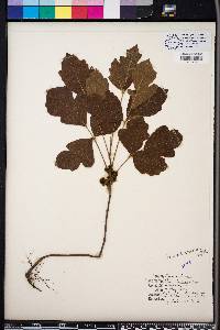 Toxicodendron pubescens image