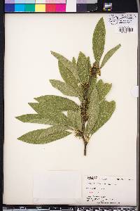 Sideroxylon lycioides image