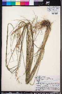 Sorghastrum elliottii image