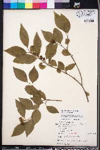 Ditrysinia fruticosa image