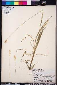 Setaria pumila image
