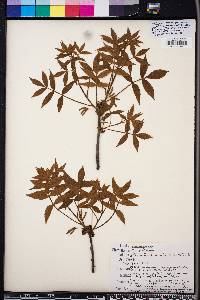 Carya floridana image