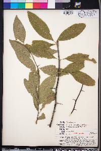 Sideroxylon lycioides image