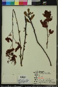 Polygonella macrophylla image