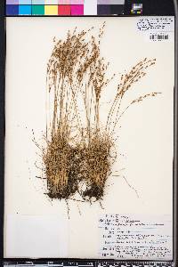 Juncus georgianus image