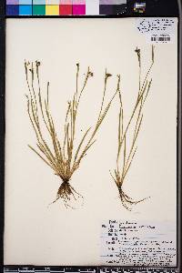 Sisyrinchium rosulatum image