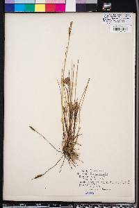 Juncus elliottii image