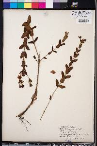 Hypericum myrtifolium image