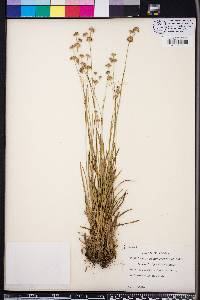 Juncus filipendulus image