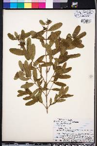 Hypericum frondosum image