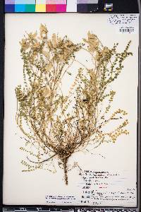 Astragalus obcordatus image