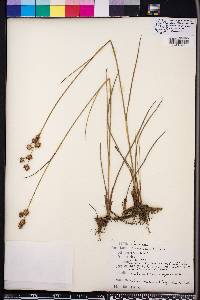 Juncus scirpoides image