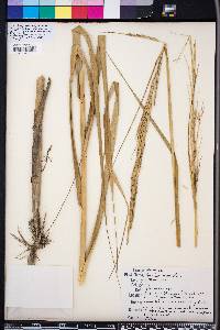 Spartina alterniflora image