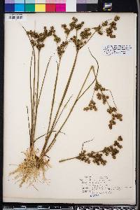 Juncus scirpoides image