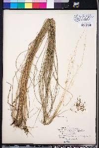 Sorghastrum elliottii image