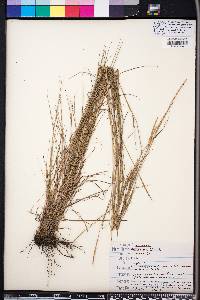 Schizachyrium tenerum image