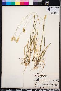 Setaria pumila image