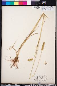 Setaria pumila image