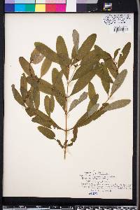 Hypericum walteri image