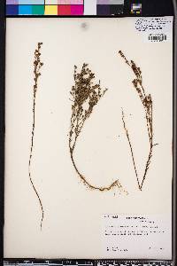 Hypericum drummondii image