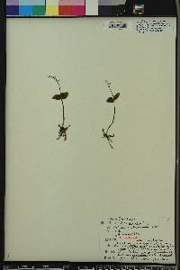 Listera australis image