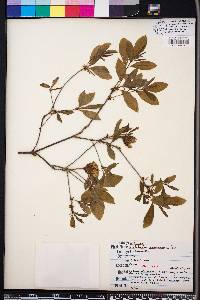 Rhododendron alabamense image