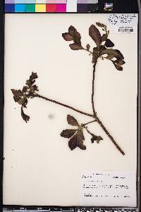 Cotinus obovatus image