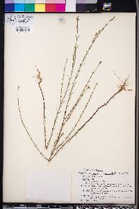 Hypericum drummondii image