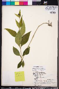 Yeatesia viridiflora image