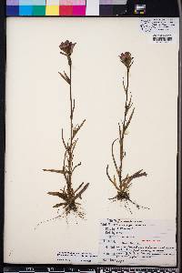 Castilleja indivisa image