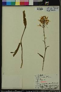 Platanthera ciliaris image