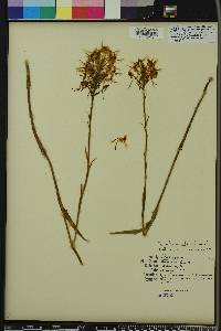 Platanthera ciliaris image