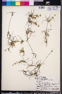 Juncus repens image