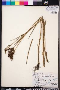 Juncus trigonocarpus image