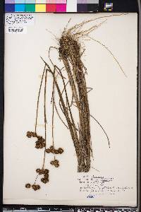 Juncus megacephalus image