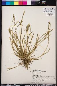 Sisyrinchium rosulatum image