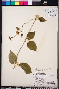 Matelea baldwyniana image