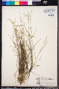 Juncus debilis image