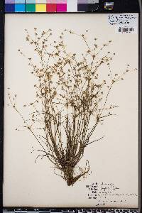 Juncus debilis image