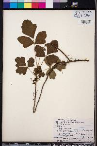 Toxicodendron pubescens image