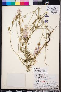 Delphinium ajacis image